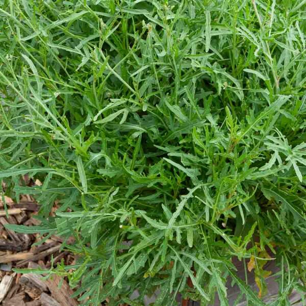 Potagères - Roquette Sauvage - BIO - face recto